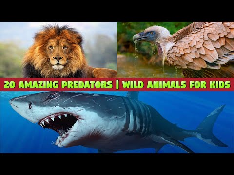 20 Incredible Predators in the Wild - Predators Name and Sounds #kids #wildlife #predator