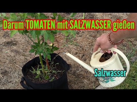 Geheimtipp: Tomaten mit Salzwasser gießen - Du wirst staunen!