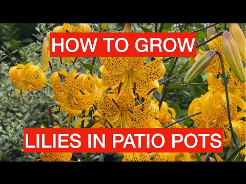 HOW TO GROW LILIES IN POTS - Adam's favourite lilies and how to grow them