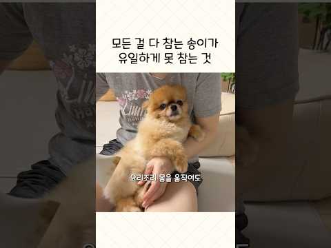포메라니안이 절대 참지 않는 것👀
