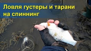 О рыбной ловля плотвы осенью на спиннинг