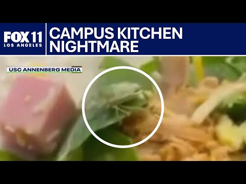 Maggots, bugs spotted at USC dining halls: Campus newspaper reports | FOX 11 LA