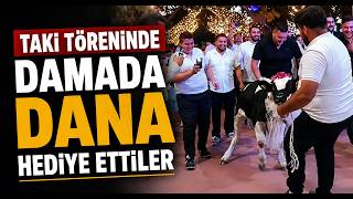 Takı Töreninde Damada Dana Hediye Ettiler