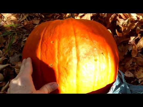 Testing "22lr Screwdriver mod" does it help hollow point expansion from a pistol? S&W MP22 compact