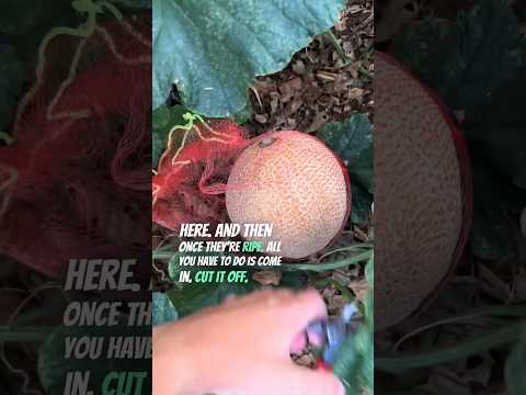 2 Tips For Growing Melons Vertically In YOUR Garden! #verticalgardening #verticalmelons