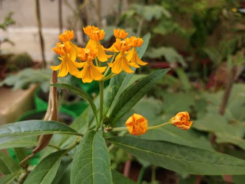 Growing Milkweed