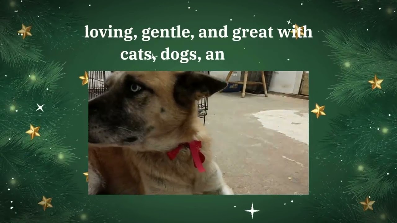 Enlarge Helga, an adopted mixed breed in Sapulpa, OK video 5/5