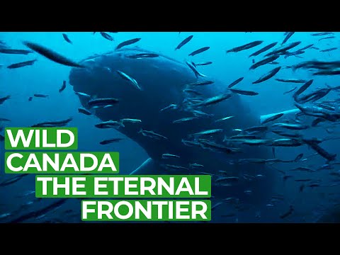 Wild Canada