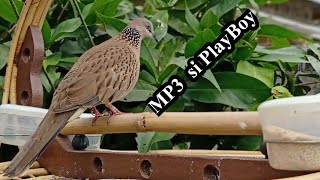 Download lagu PANCINGAN SUARA TERKUKUR SANJI SI PLAYBOY (MP3) mp3