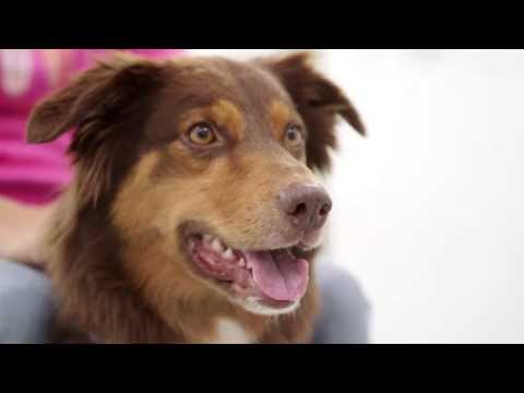 Vetmeduni Vienna: Clever Dog Lab - english