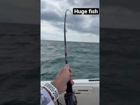 Huge fish on Ugly Stick Gx2 rod Amazing