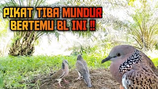 Download lagu Ada Apa Dengan BL Ini? Pikat Yang Biasanya Agr3s1f Mendadak Tarik Tali❓️P3nghuni Sawit Tanggung  mp3