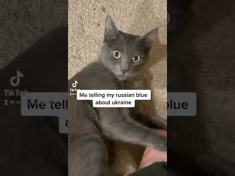 Russian blue cat meme #tiktok #fyp #meme #cat #russia #ukraine