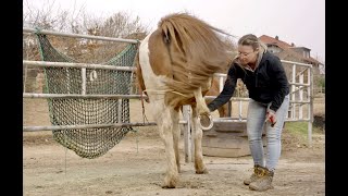 Dein Pferd gibt die Hufe nicht und droht zu treten So löst du das Problem.