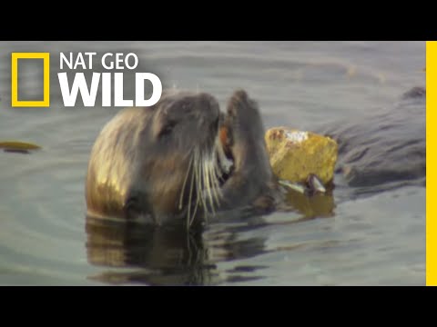 Sea Otters and Their Kitchen Tools | Nature Tech