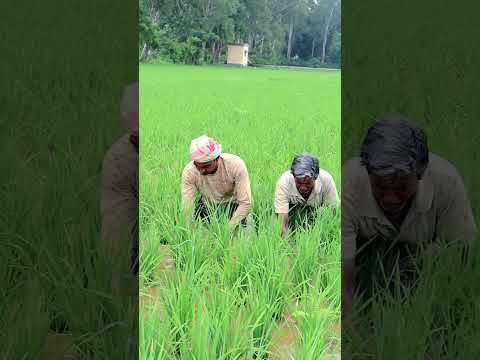 , title : 'Such Weeding Increases Soil Fertility #shorts'