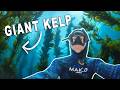 Free Diving The California Coast And Catalina Island