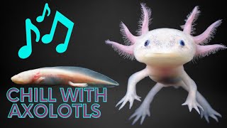 Axolotl Calming Videos gameplay video by arobinsonslp, 60:04 duration