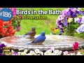 Relaxing Bird Bath Splashing Birds Fountain Water Sounds Uninterrupted CatTV LensMyth