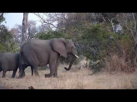 Djuma: Small group of Elephants scattered about - 16:55 - 07/01/21
