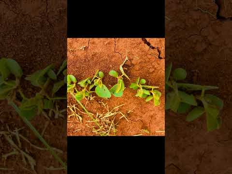Igniting Farming Success with tailored solutions! #farming #southafrica #agriculture #fertiliser