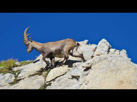 Ibex Goats: Wild Goats That Defy Gravity on Steep Cliffs | Nature's Daredevils