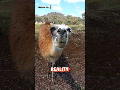 Llama Spit! | Expectations Vs. Reality