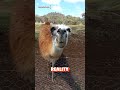 Llama Spit! | Expectations Vs. Reality