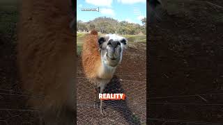Le lama crache ! | Les attentes par rapport à la réalité