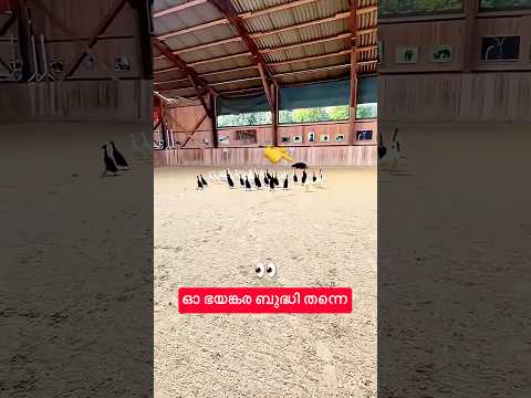 🫡🫡 ജീനിയസ് എന്ന് പറഞ്ഞാൽ ഇതാണ് #shorts #shortsfeed