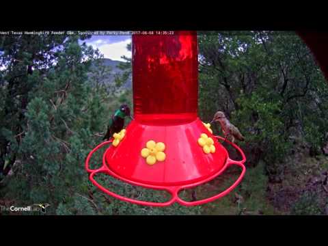Hummingbirds Enjoy New Perky-Pet® Feeder in West Texas – August 8, 2017