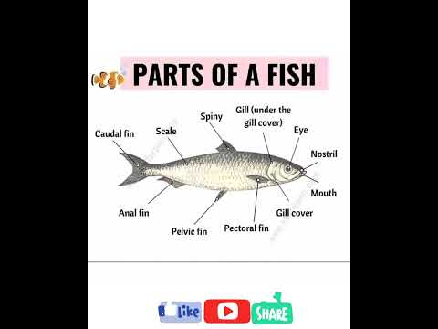 Parts of a fish