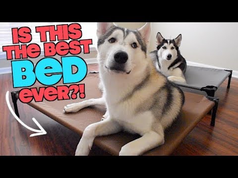 Is VeeHoo The Best Pet Bed For A Husky? (Face Reveal?!)