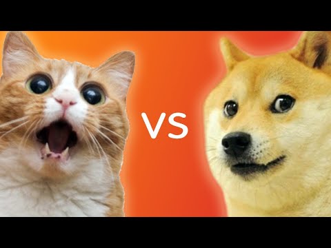Dog And Cat Fighting   Dog VS Cat Funny Fights Compilation