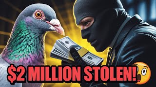 Secrets Inside a Pigeon Loft Revealed!