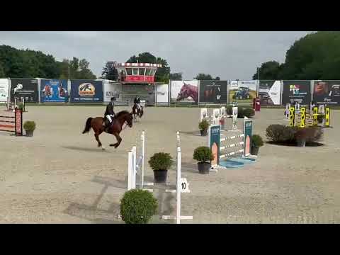 Pacco de Loni MB Z (Pegase x Voltaire) - 6y/o CSI** Lier