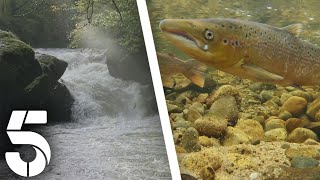 The Struggling School Of Salmon | Scotland: A Year In The Wild | Channel 5