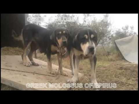 MOLOSSUS DOGS OF EPIRUS