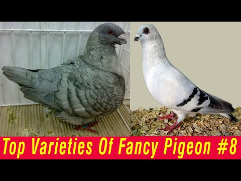 , title : 'Top Varieties Of Fancy Pigeon #8'