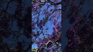 11月21日月曜日　シドニーのジャカランダ満開