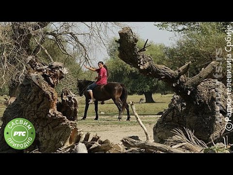 Sasvim prirodno: Sama (Jovan Memedović)