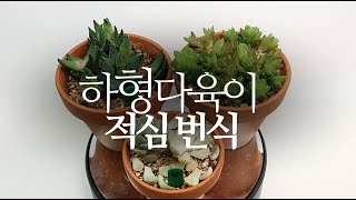 하형다육이 적심 번식(군월관,옵튜사,용발톱) succulents/多肉植物/たにくしょくぶつ 252화 #해맑은T…