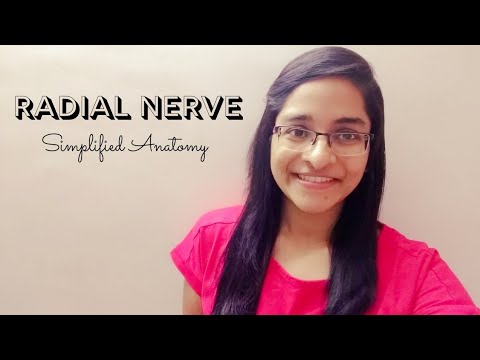RADIAL NERVE | ANATOMY | SIMPLIFIED