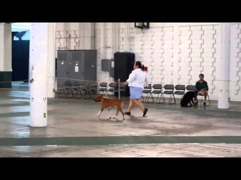 New Champ "GOMES' BLONDES HAVE MORE FUN  (PIKAKE)