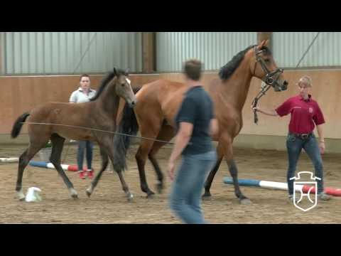 HEI044 Hengstfohlen von Crumble - Cassini II - Landgraf I