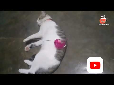 Playing Time with Roxie #pet  #pet_cats /ena mix channel