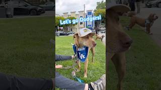 Dodger puppy here🐕! 本編はChiyoTube へ　#dodgers #shoheiohtani #shorts