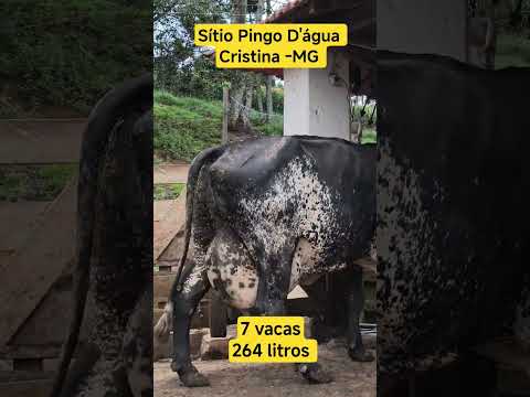 INCRÍVEL 7 VACAS 264 LITROS DE LEITE EM DUAS ORDENHAS #sitiopingodaguaalsjr