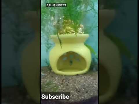 Today I lost My Female Guppy |Small Mistake Can Cost One Life | Don't Over Feed#Shorts#Fish#DIY#Rip