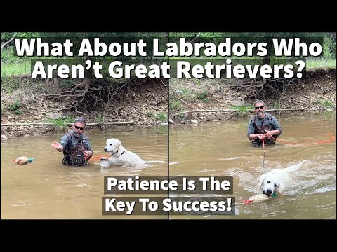 Labrador Retriever Puppy Training | Helping Labs With Marginal Retrieving Drive